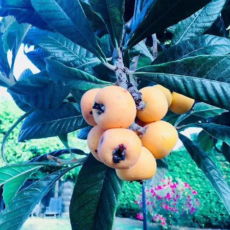 A Casa Di Marta Bed & Breakfast Cavallino-Treporti